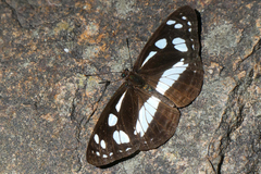 Phaedyma shepherdi