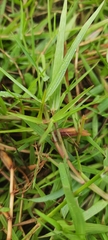 Urochloa serrata