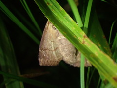 Papaipema marginidens