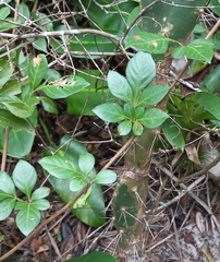 Paullinia trigonia