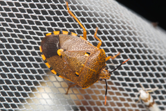 Anaxarchus pardalinus