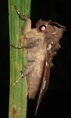 Papaipema marginidens