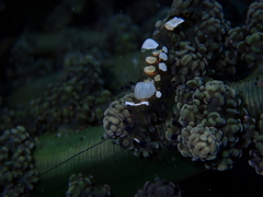 Ancylocaris brevicarpalis