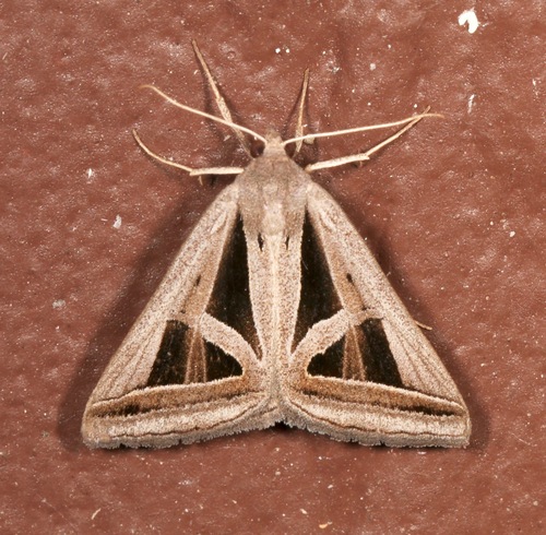 Callistege triangula photo 2