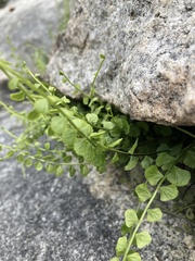 Asplenium flabellifolium