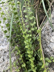 Asplenium flabellifolium