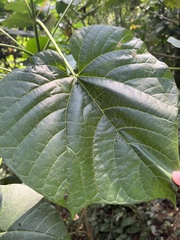 Clerodendrum japonicum
