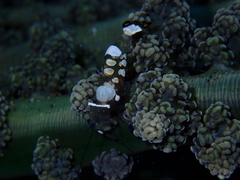 Ancylocaris brevicarpalis