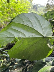 Clerodendrum japonicum
