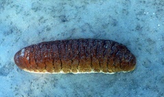 Holothuria fuscopunctata