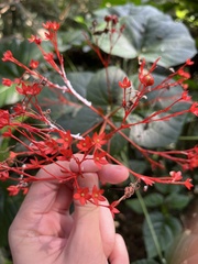 Clerodendrum japonicum