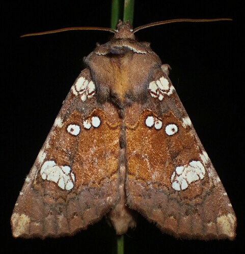 Papaipema marginidens Guenée, 1852