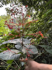 Clerodendrum japonicum