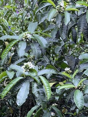 Tabernaemontana ventricosa