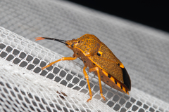 Anaxarchus pardalinus