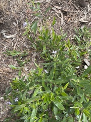 Billardiera cymosa