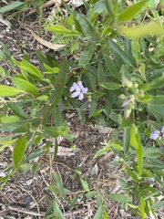 Billardiera cymosa