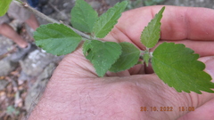 Acalypha glabrata