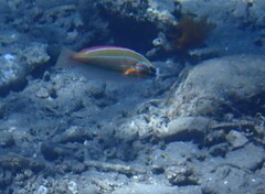 Stethojulis trilineata