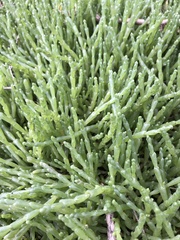 Arthroceras subterminale