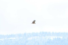 Buteo jamaicensis calurus