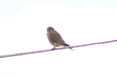 Falco sparverius sparverius