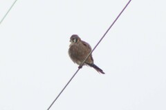 Falco sparverius sparverius