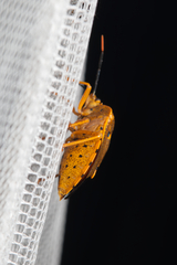 Anaxarchus pardalinus