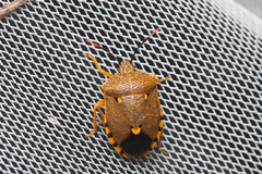 Anaxarchus pardalinus
