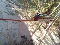 Hyles livornica