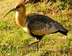 Theristicus melanopis