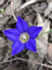 Wahlenbergia stricta