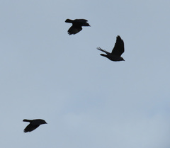 Corvus monedula spermologus