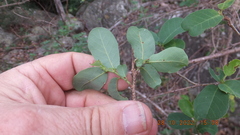Bridelia cathartica