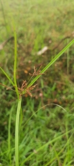 Cyperus haspan