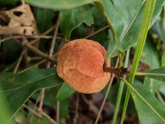 Disholcaspis spongiosa