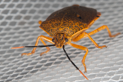 Anaxarchus pardalinus