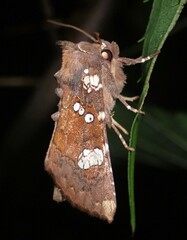 Papaipema marginidens