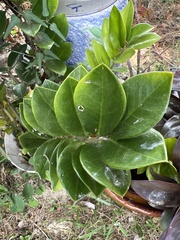 Zamioculcas