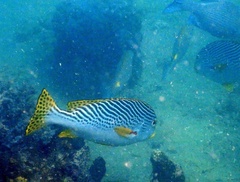 Plectorhinchus lineatus