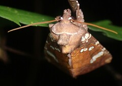 Papaipema marginidens