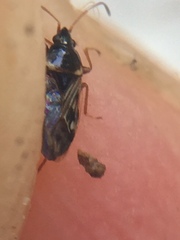 Paramyocara iridescens