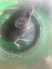Peromyscus sonoriensis