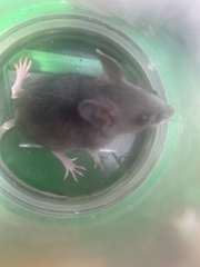Peromyscus sonoriensis