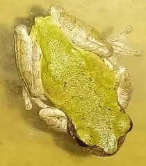 Hyla avivoca