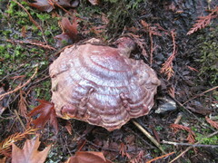 Ganoderma oregonense