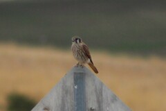 Falco sparverius sparverius