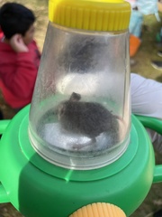 Peromyscus sonoriensis