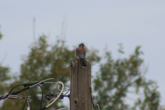Falco sparverius sparverius
