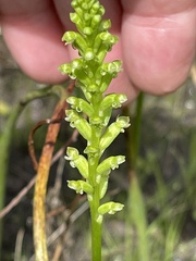 Microtis unifolia